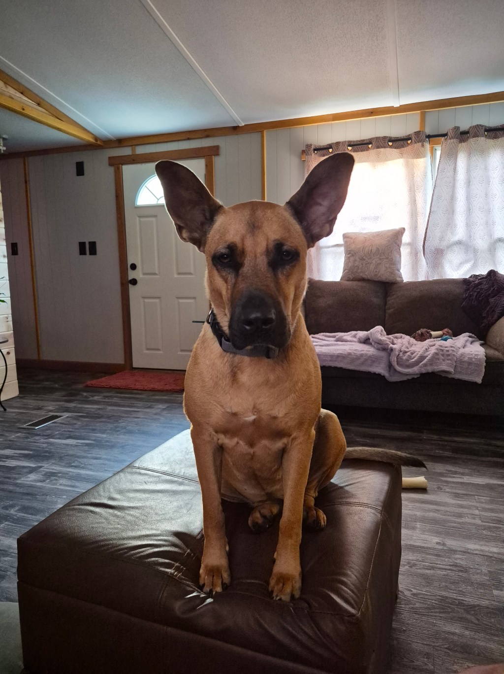A Dog Named Pig