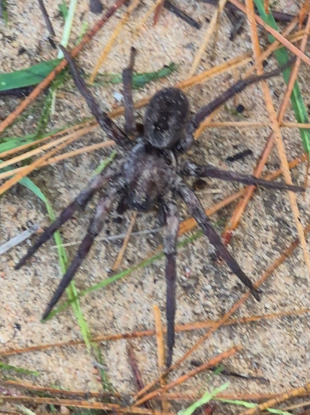 Uninvited Guest